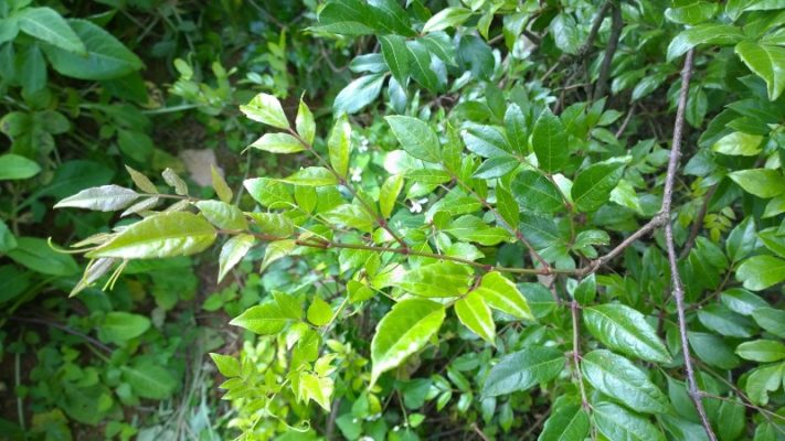 Cây chè dây chữa bênh dạ dày