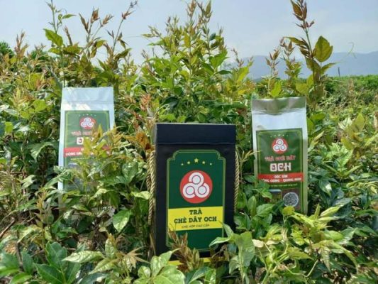 Cách sử dụng trà chè dây cho người Thanh nhiệt, giải độc cơ thể: 